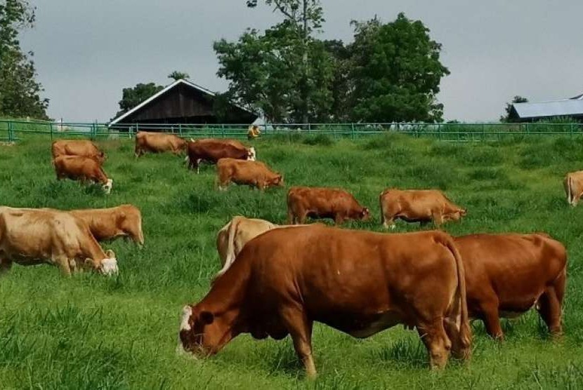 Kementan Turunkan Impor dengan Dongkrak Populasi Sapi Lokal