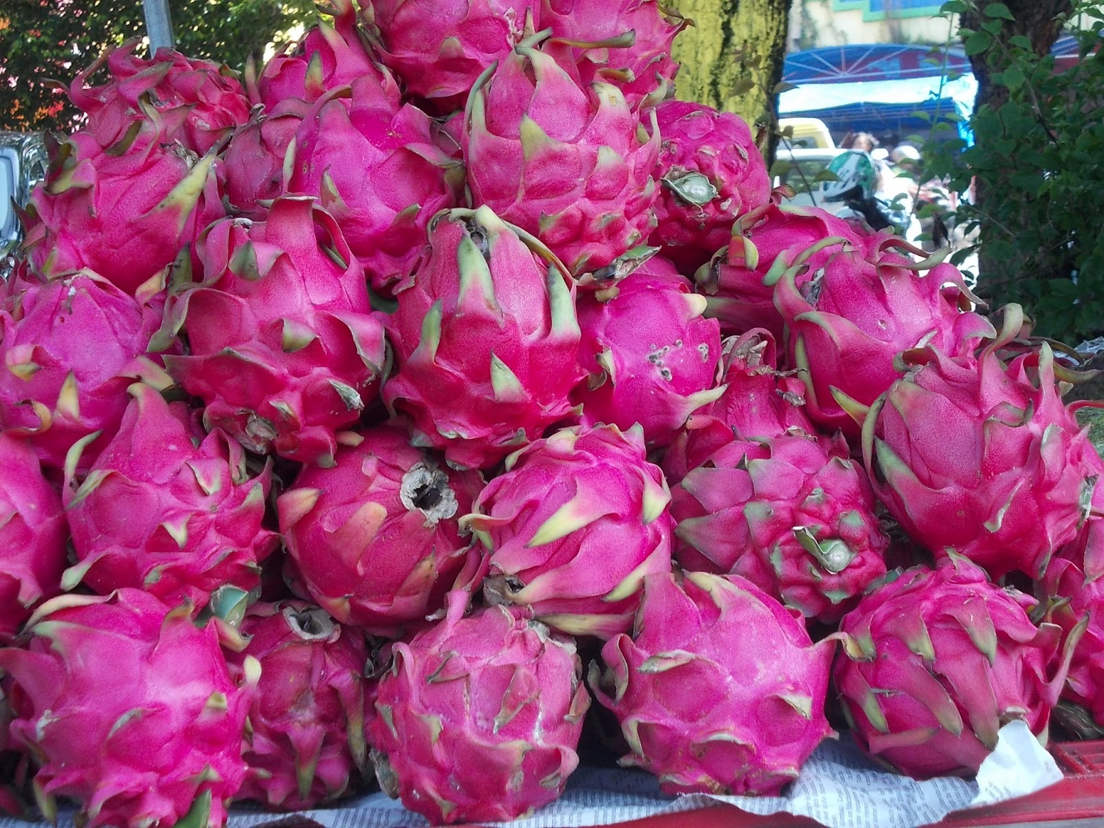 Buah Naga Petani Lokal Berpeluang Diekspor ke Tiongkok