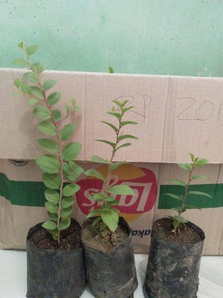 Nur Hilmi Daulay Tangkap Peluang Bisnis dari Manfaat Tanaman Bidara dan Tin