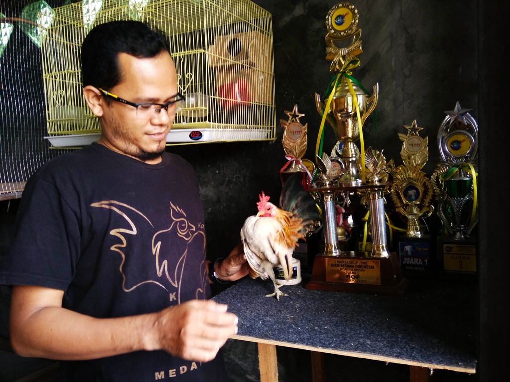 Jadikan Hobi Sebagai Bisnis, Raup Untung Jutaan Rupiah dari Ayam Serama