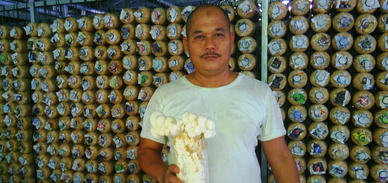 Pilih Pensiun Dini dari BUMN dan Jadi Petani Jamur Tiram 