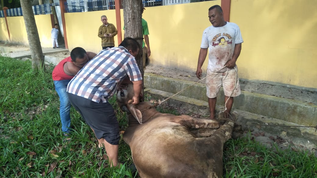  Meugang, MAN 2 Deliserdang  Potong Seekor Lembu