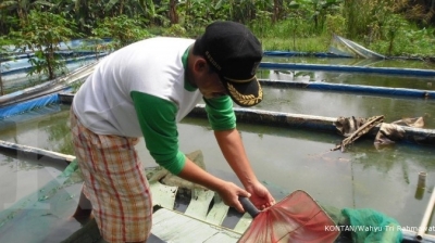 Tahun depan, komoditas ikan lele dan gurame bisa dikover asuransi