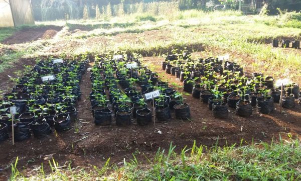 Penyakit Karat Daun Kedelai Dikendalikan dengan Bakteri