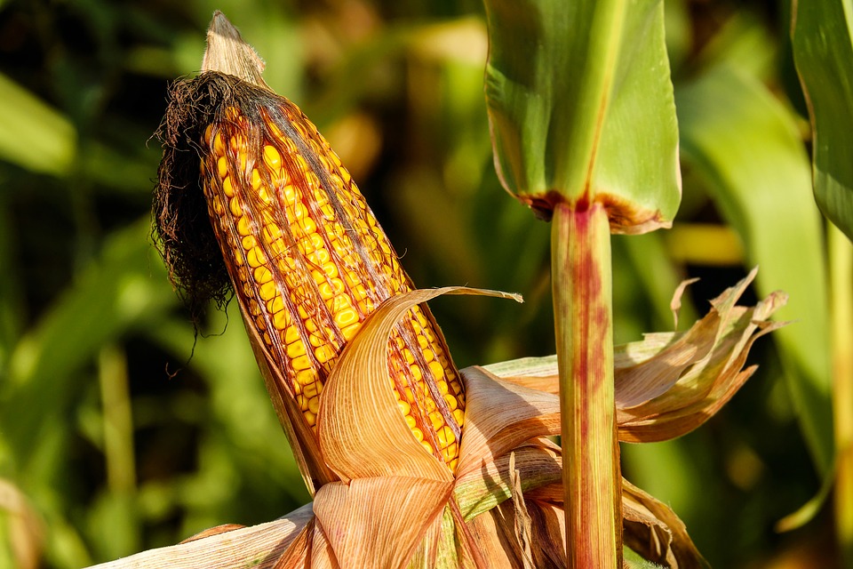 2019, Produksi Jagung Diperkirakan Capai 33 Juta Ton