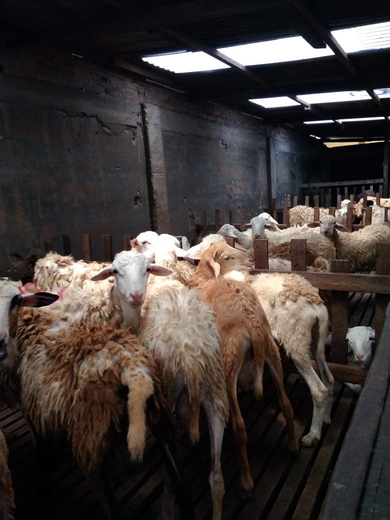 Permintaan Hewan Kurban Meningkat Hingga 50%