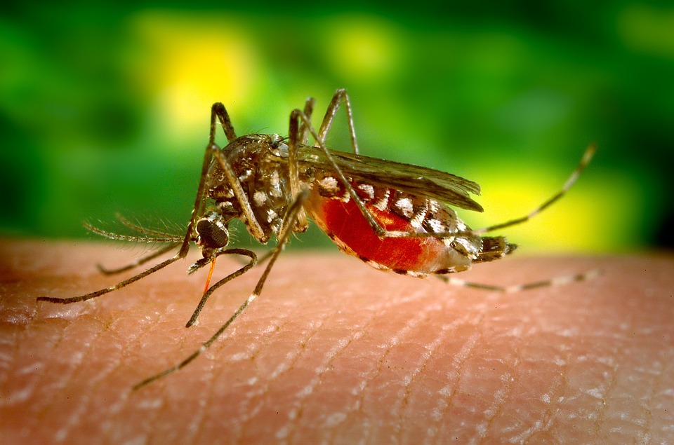  Pancaroba, Waspadai Flu dan Demam Berdarah