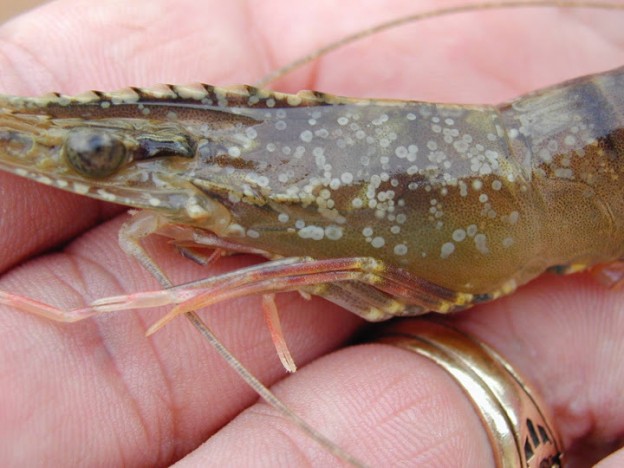 Tanaman Bakau Bermanfaat Atasi Penyakit Udang